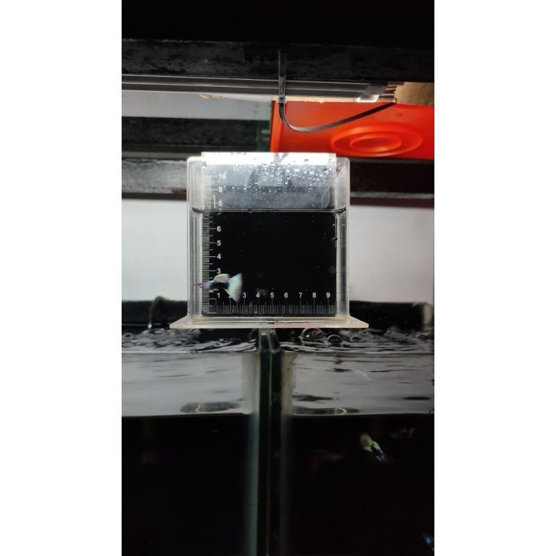 Guppy HB White/Pastel