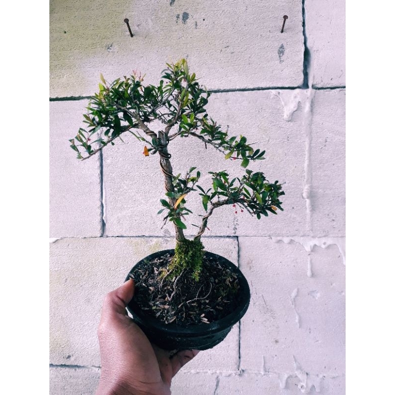 [ TERMURAH ] Bonsai mame cendrawasih bunga merah rimbun siap pajang ( beli 3 gratis bahan bonsai mir