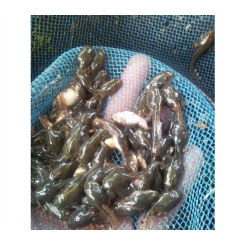 kecebong sawah / berudu 50 ekor pakan predator air/darat, arwana,chana dll