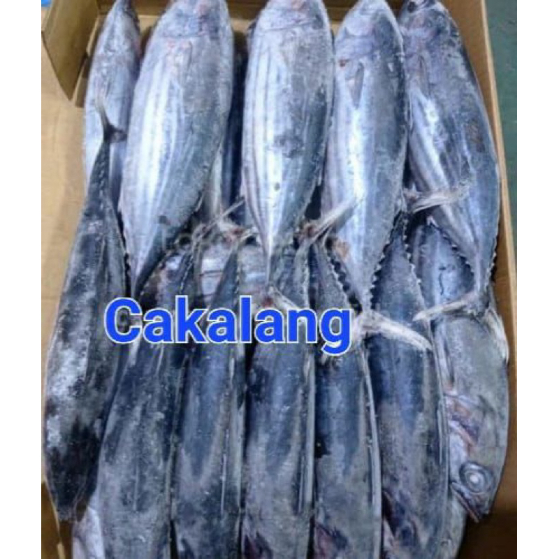 

Ikan Cakalang Premium [1KG]