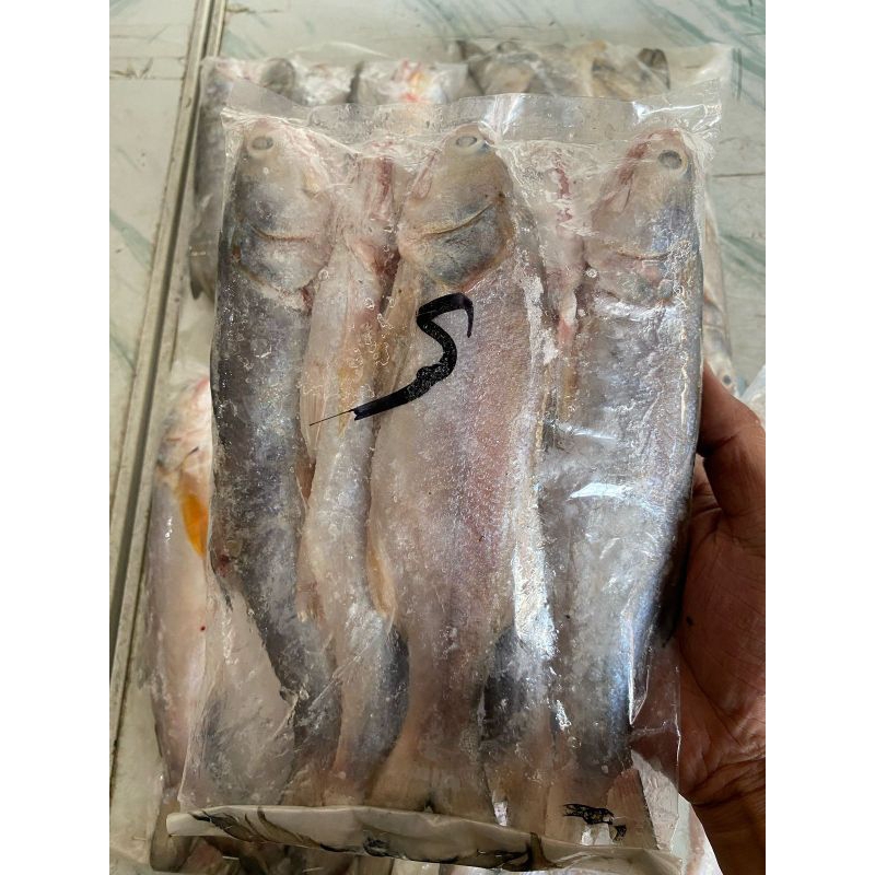 

ikan senangin isi 5 ekor