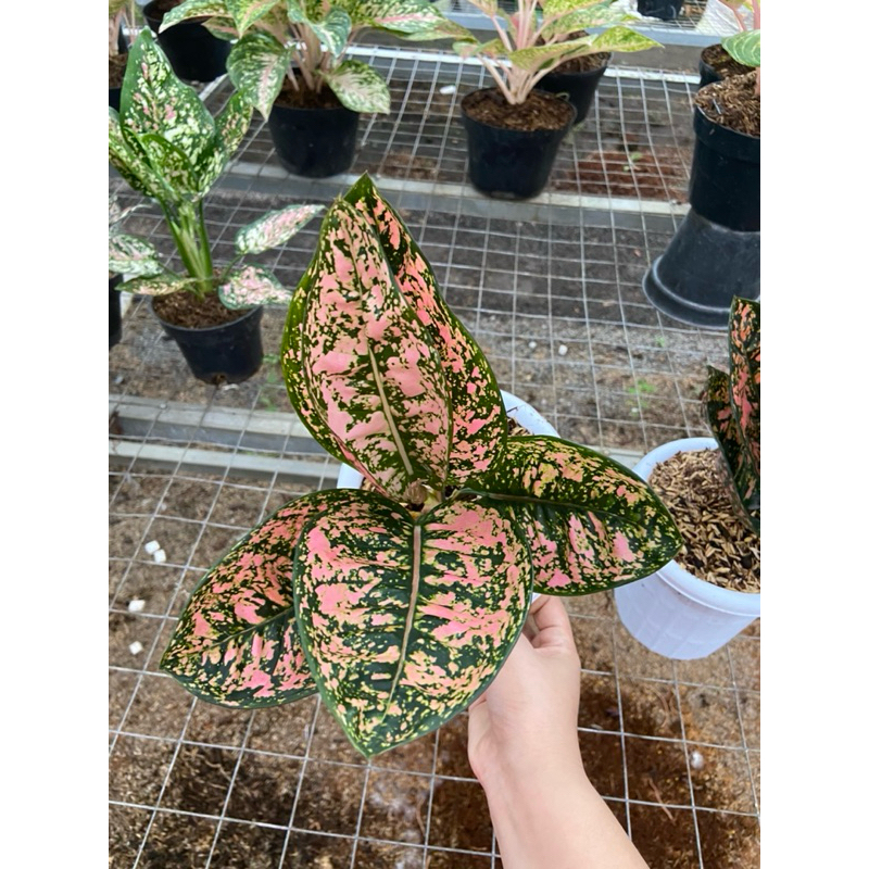 Aglaonema Ruby compacta Jumbo