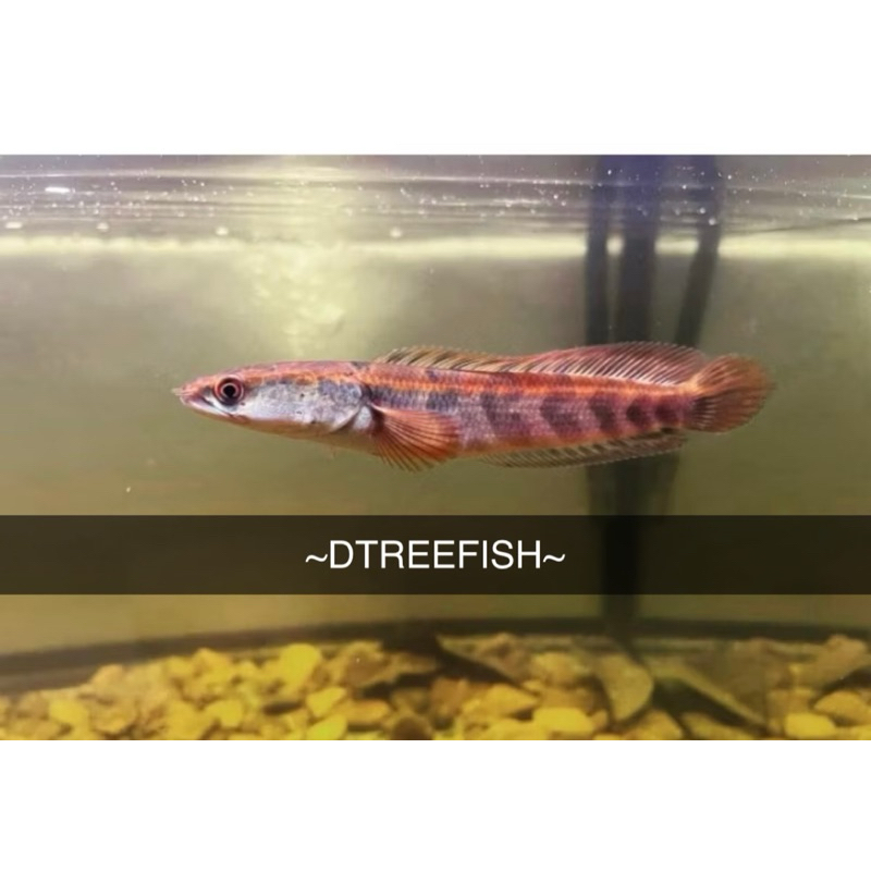 (COD) BAHAN RED BARITO  SORTIR KETAT PROMO 3/4cm