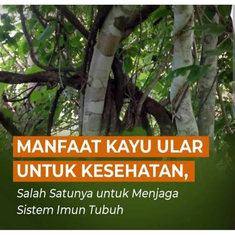 

KAYU ULAR PAPUA ASLI 100% kemasan 500gr