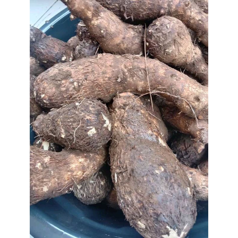 

UmbiTalasBalitung100%