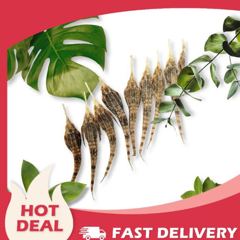 

Hai Ma Cui / Hai Yan Zi / Ikan Burung Laut Kering (biji