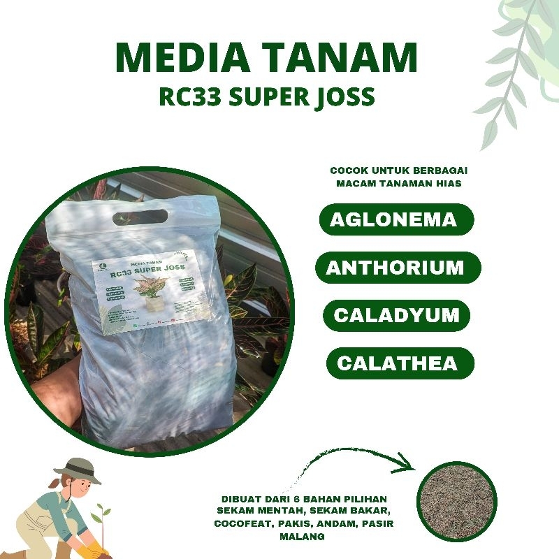 MEDIA TANAM PREMIUM RC33 Super Joss Aglonema