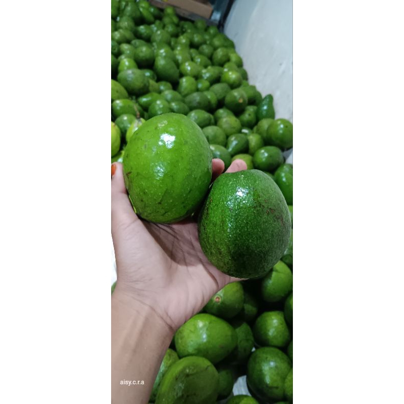 

Alpukat mentega isi 3/4 real picture perkilo