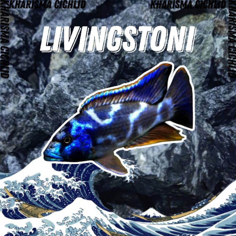 Nimbochromis Livingstoni Cichlid Murah
