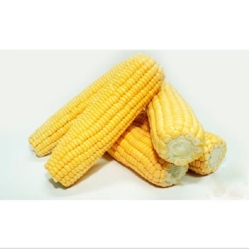 

PROMO MURAH 1000 BIJI BENIH JAGUNG MANIS MADU F1