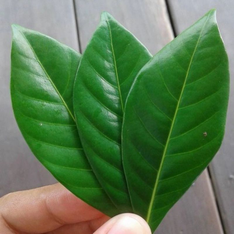 

daun kaca piring sedi per 200g