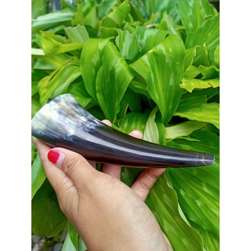 Once Pipa Tanduk Kerbau Super Jumbo  Glossy Autentik