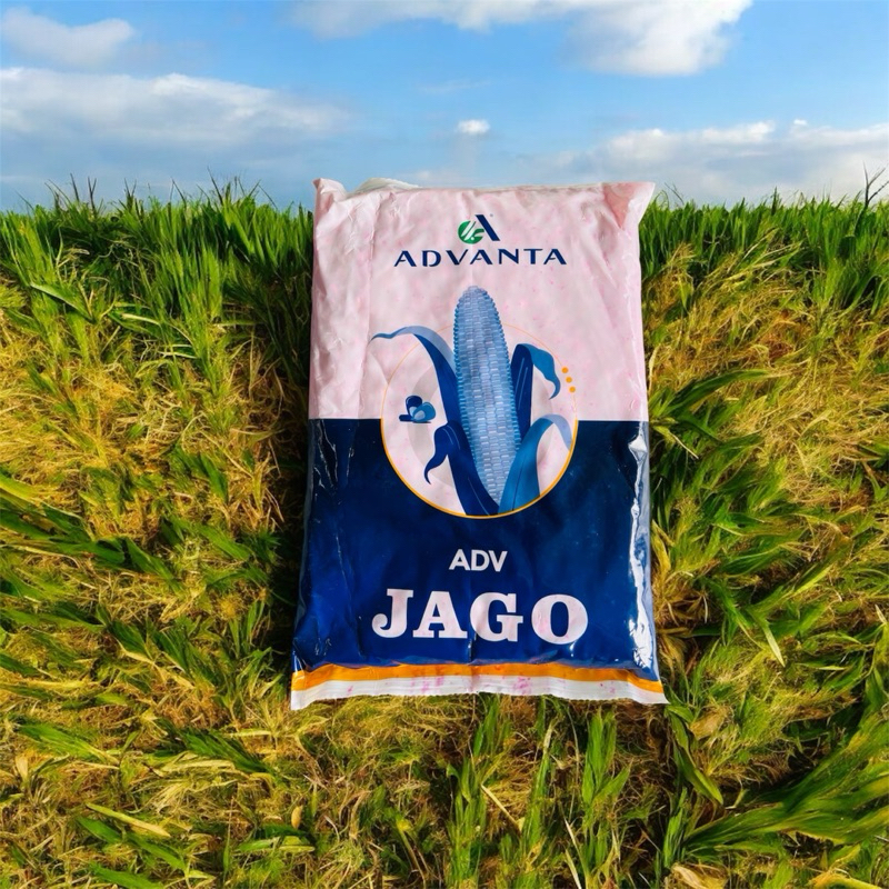 BENIH JAGUNG HIBRIDA ADV JAGO ADVANTA