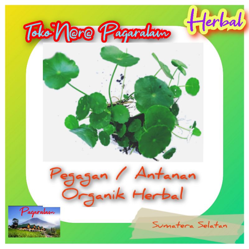 

Daun Pegagan / Antanan (250 gr) FRESH Organik Herbal Murah