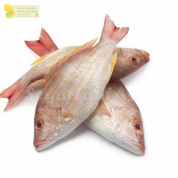 

Ikan Kuniran Segar Ikan Kuniran Ikan Laut Segar 1Kg