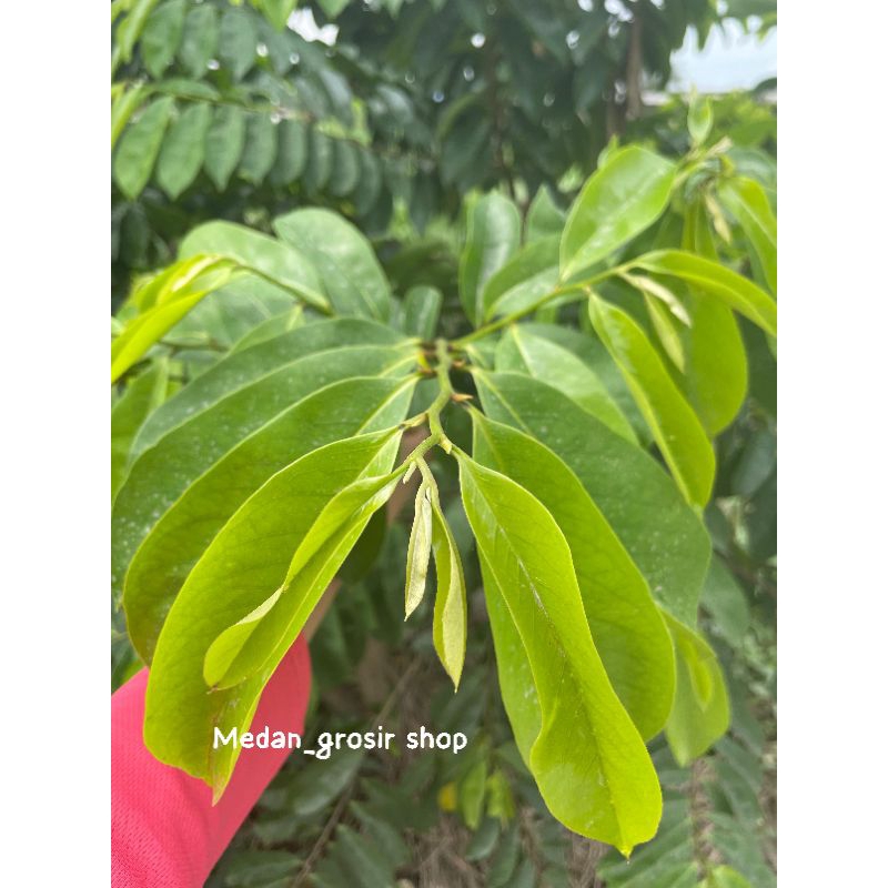 

Daun sirsak setengah kilo