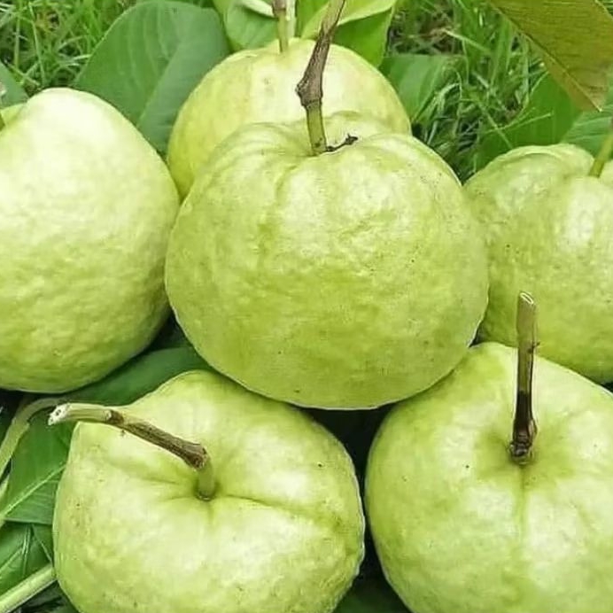 

BUAH JAMBU KRISTAL SUPER 1 KG FRESH