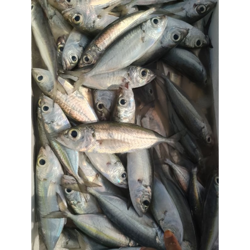 

IKAN KEMBUNG / SOLOK / FRESH ASLI DARI LAUT SELATAN / PUGER [1KG]