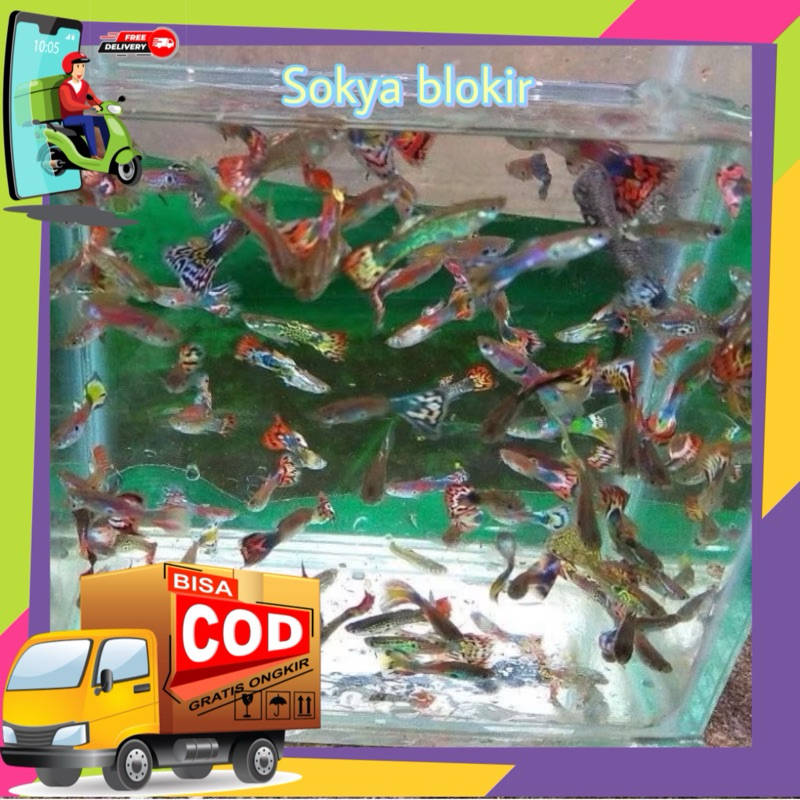 Xcamellyaa Pembersih Akuarium Paket 10 Pcs Guppy Snake Cobra Mix Jantan & Betina Cantik