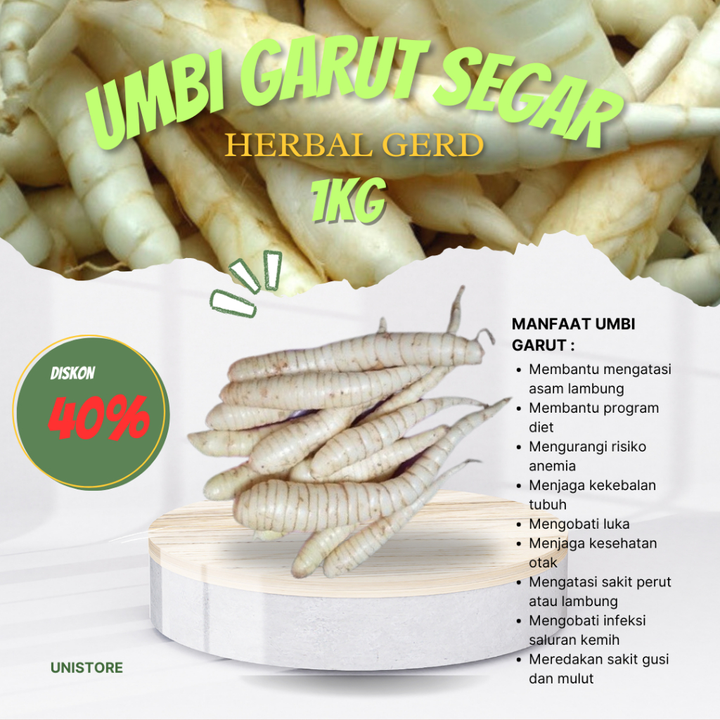 

Umbi Garut Segar Tarigu Fresh Obat Asam Lambung GERD
