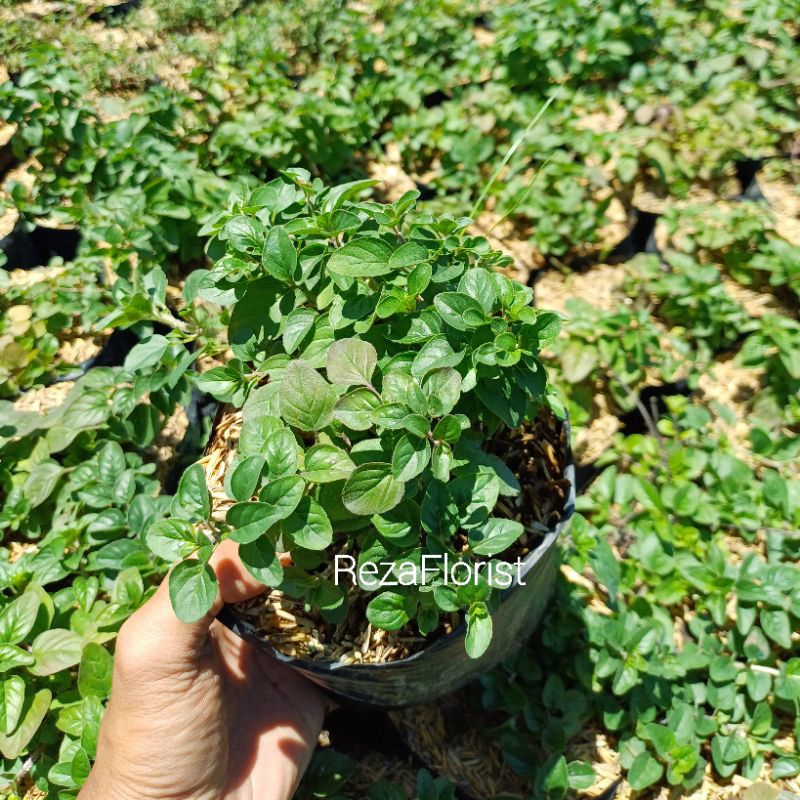 Tanaman Herbal Daun Oregano - Oregano Eropa / Oregano Lokal