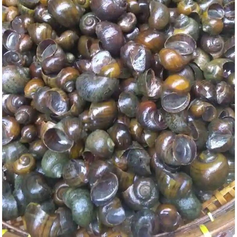 Tutut Sawah 1 kg Fresh