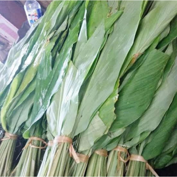 

Daun Kunyit Segar Alami / Natural Fresh Turmeric Leaves