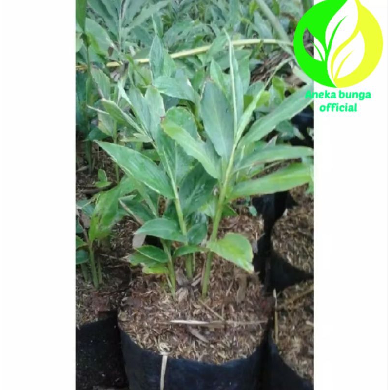 pohon kecombrang ( honje - onje ) Tanaman