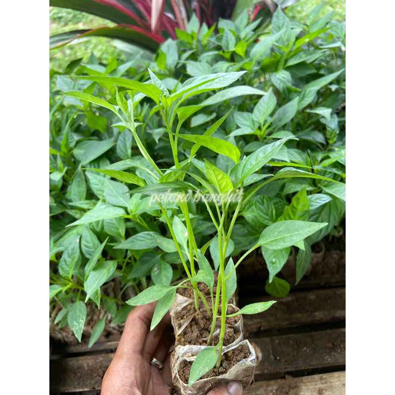 Paket HEMAT 20 bibit cabai keriting TAHAN VIRUS