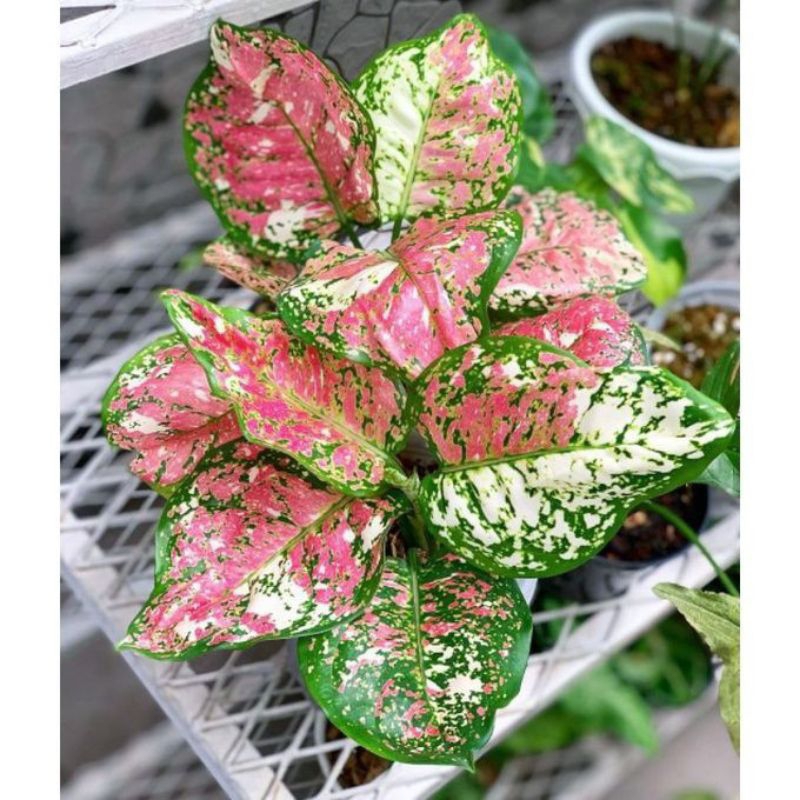 Tanaman Hias Aglonema Tricolor - Tanaman Sri rezeki aglonema tricolor