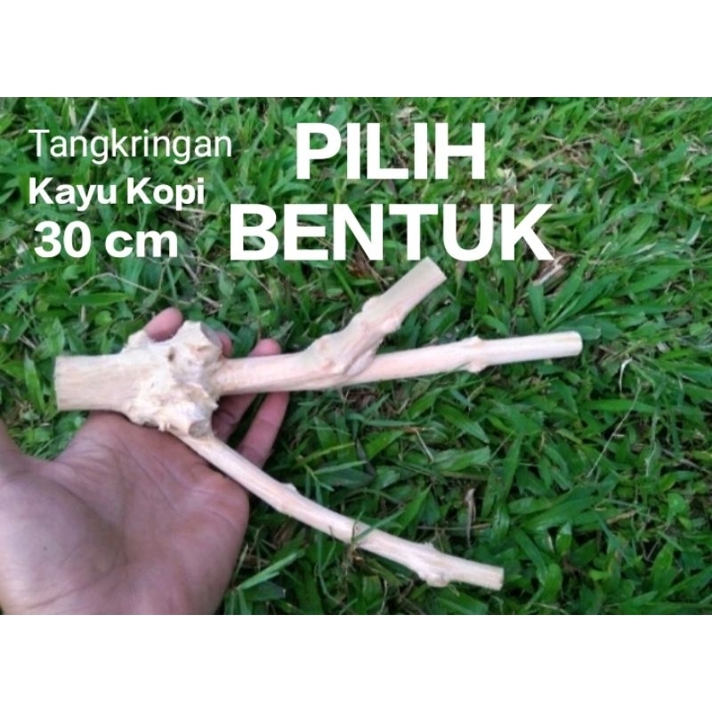 Tangkringan bercabang  kayu kopi 30 cm