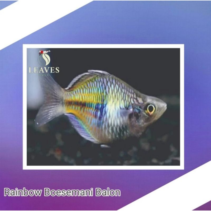 Rainbow boesemani balon