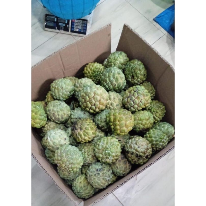 

Sarikaya Full Besar Grade A