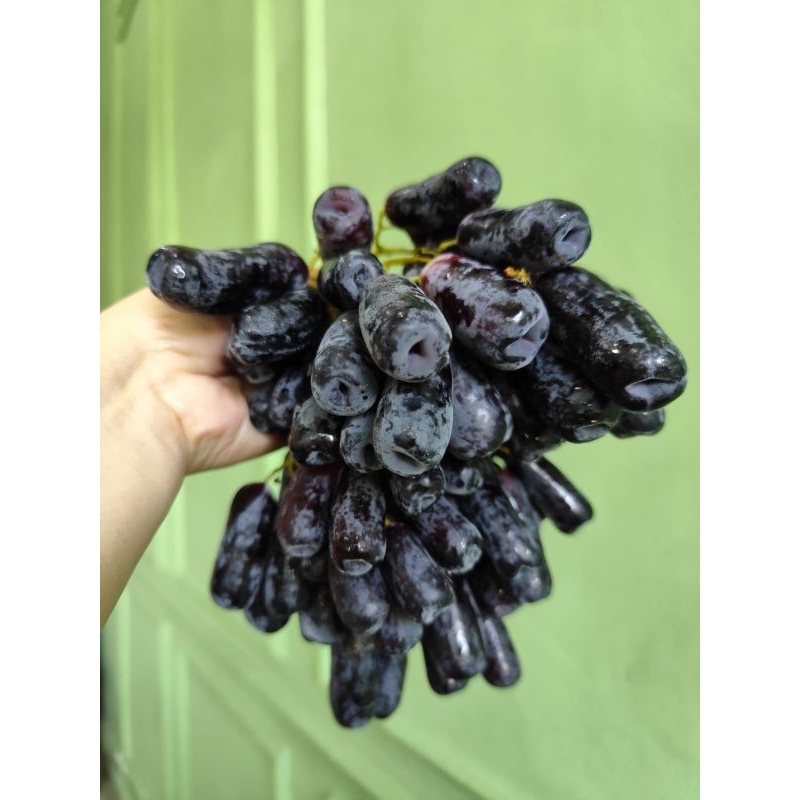 

Anggur Autumn Jari Aust