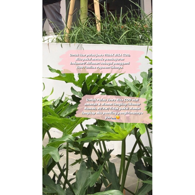 PRELOVED BAWAHAN ROK