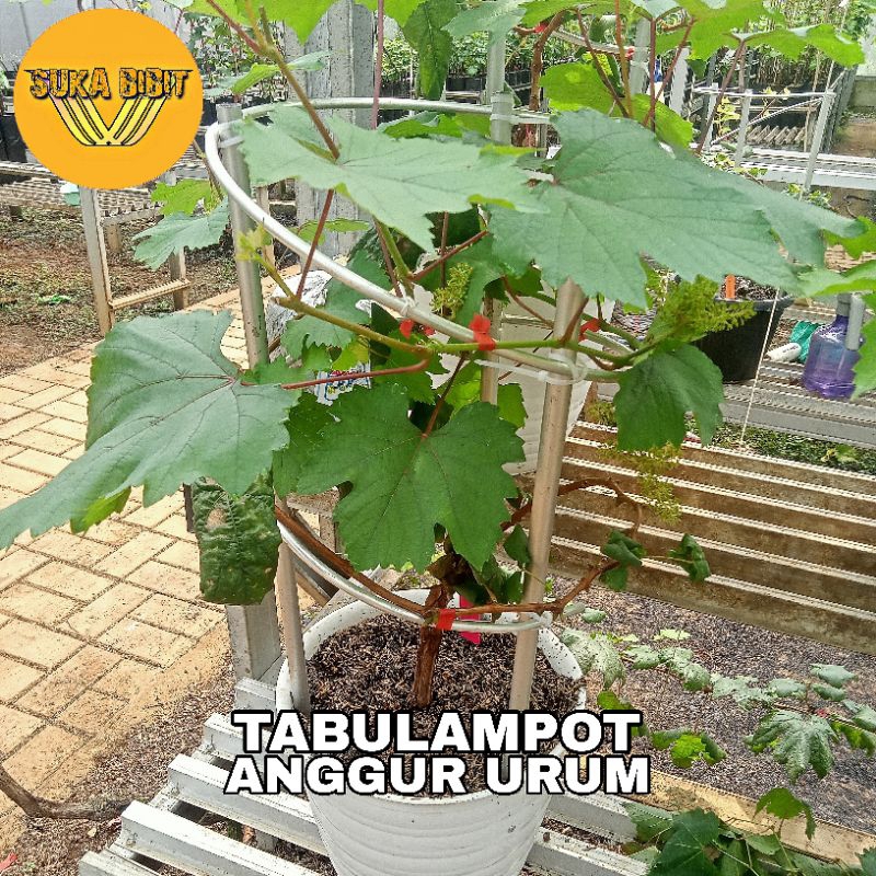 TABULAMPOT ANGGUR URUM - Sudah Berbuah