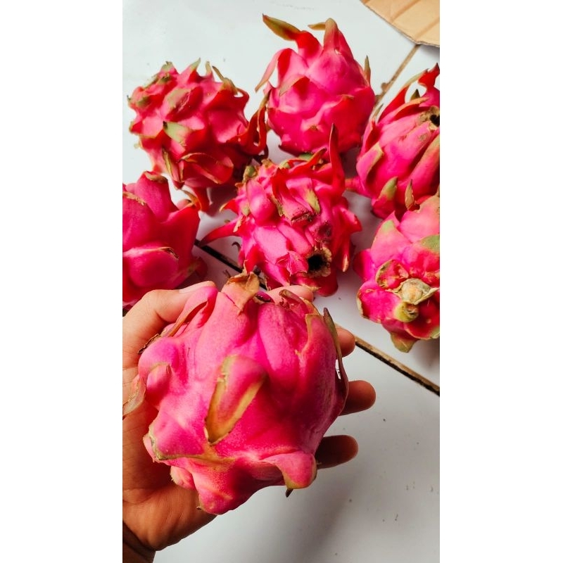 

1KG BUAH NAGA SEDANG