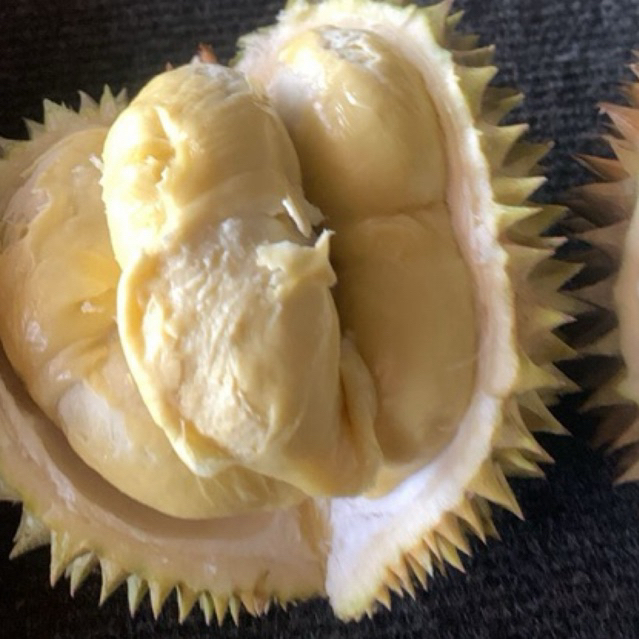 

Durian Lato Lato Ukuran Kecil