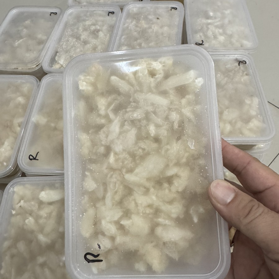

Daging Rajungan Kupas Bersih / Rajungan kupas grade A kemasan 500gram