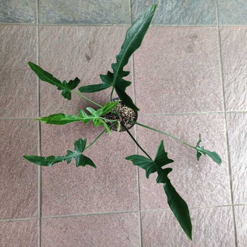 Tanaman Hias Philodendron Longilobatum