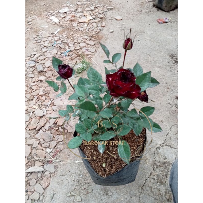 Mawar import red mairas merah tua dewasa langka cantik dan elegan - Tanaman hidup berbunga