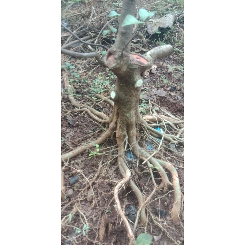 bonsai anting putri prokar