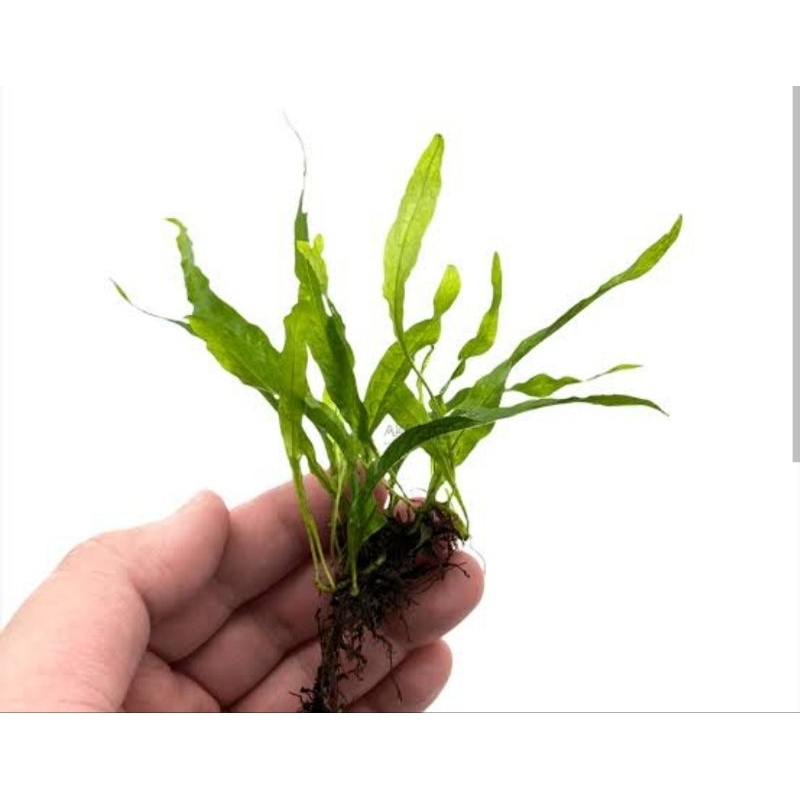kadaka / java fern tanaman air aquarium aquascape