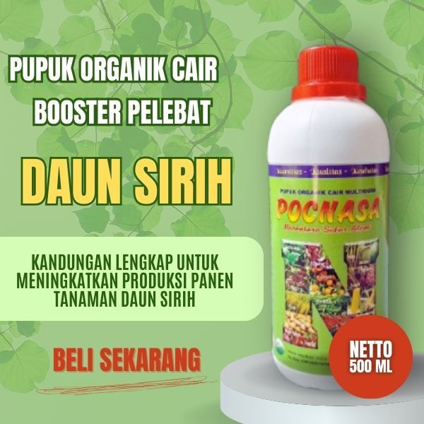 Pupuk Daun Sirih / Pupuk Daun Sirih Cina / Pupuk Daun Sirih Merah / Pupuk Daun Sirih Hijau Segar