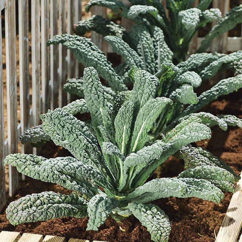 Tanaman sayuran kale nero (Lacinato kale)
