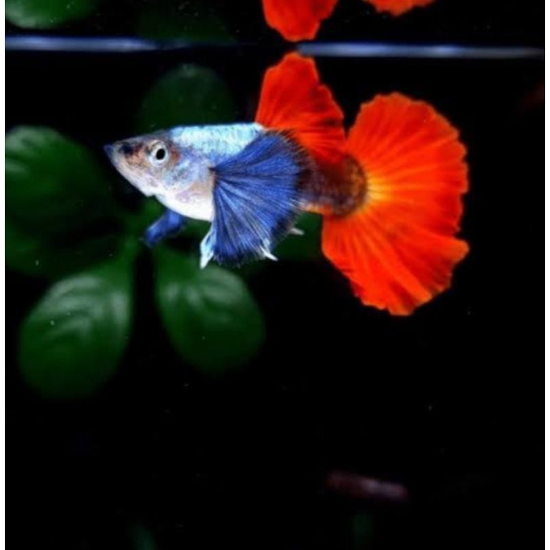 Guppy PRTDE Sepasang - Siap Ternak
