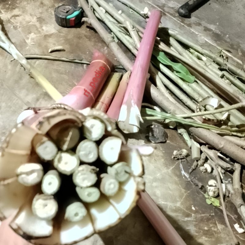 500g benih Telo/singkong papua bank pakan ternak murah mudah di tanam nutrisi bagus untuk hewan.