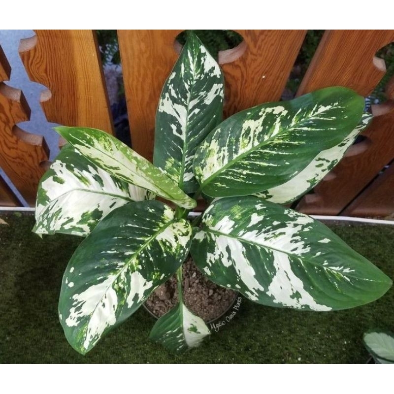 diven varigata putih