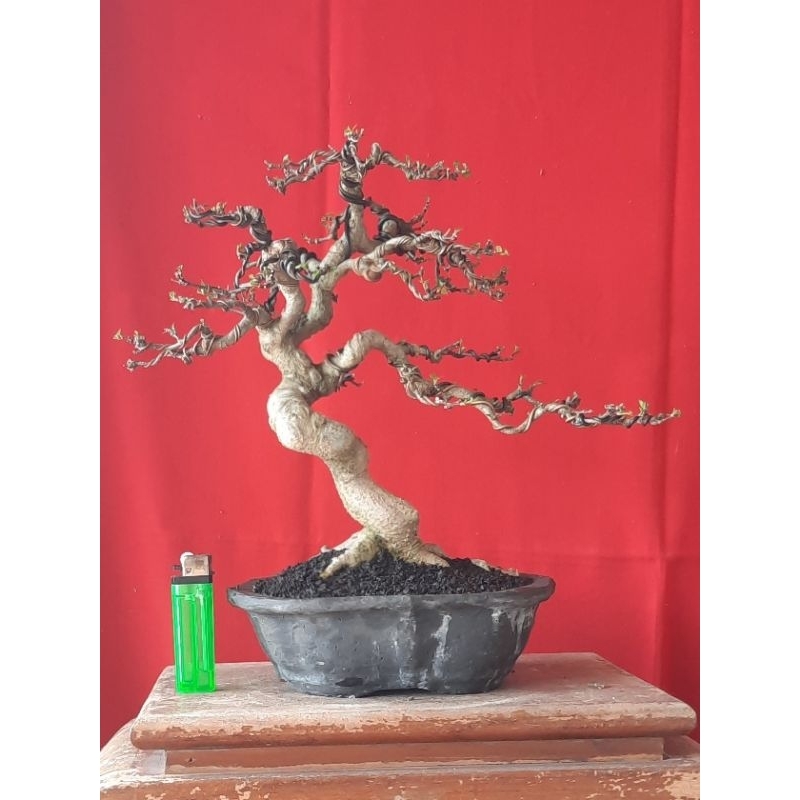 bonsai anput