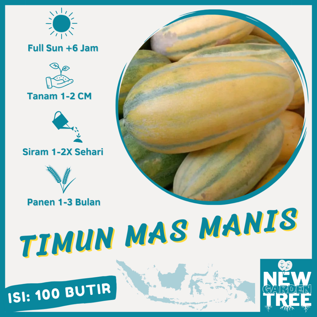 BENIH BUAH: 100 BENIH TIMUN MAS MANIS KUALITAS UNGGUL